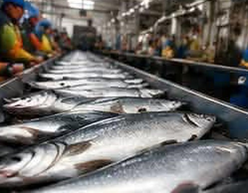 Fresh salmon moving down a cannery processing line